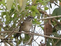 Rusty Sparrow